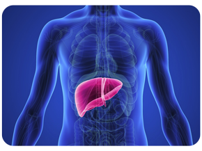 ترک سیگار و تاثیری که بر عملکرد کبد می گذارد و ضررهای سیگار برای کبد!