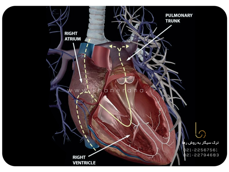 ترک سیگار و پاک سازی خون بعد از ترک سیگار چگونه انجام می شود؟